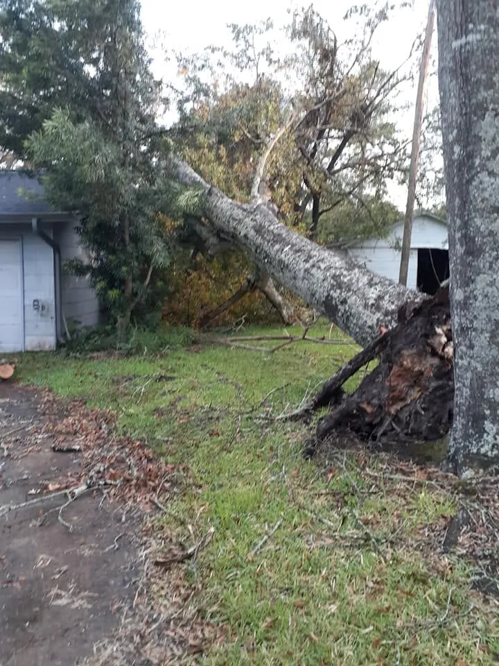 Large tree fallen across a yard and leaning against a trunk beside a garage