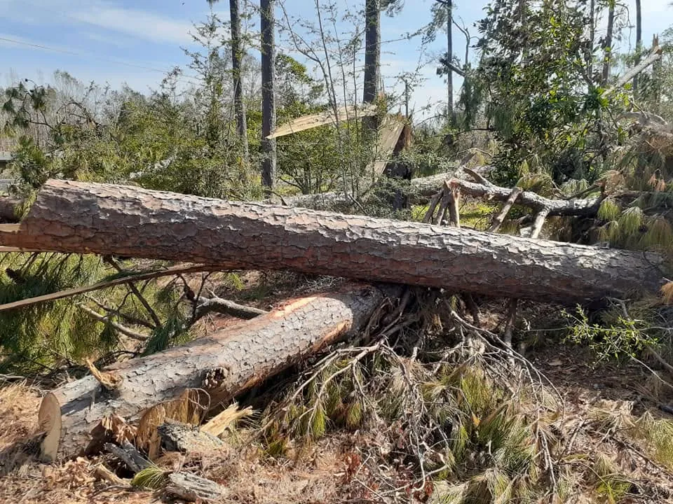 Pine trunks down on the ground in a wooded lot