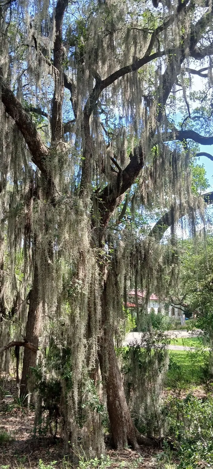 Old oak draped in Spanish moss with a wide, heavy canopy